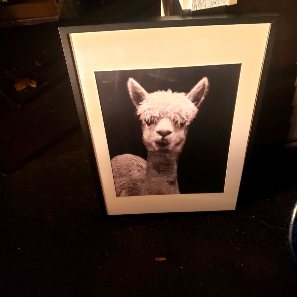 Alpaca photo